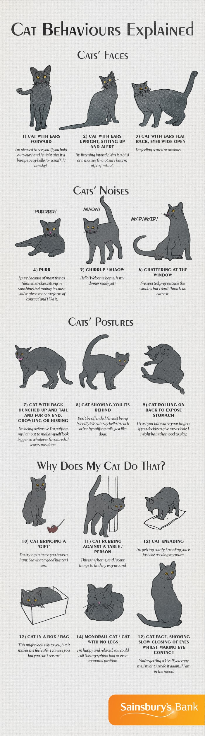cat-behaviour-explained