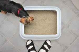 Keep the dog out of the litter box