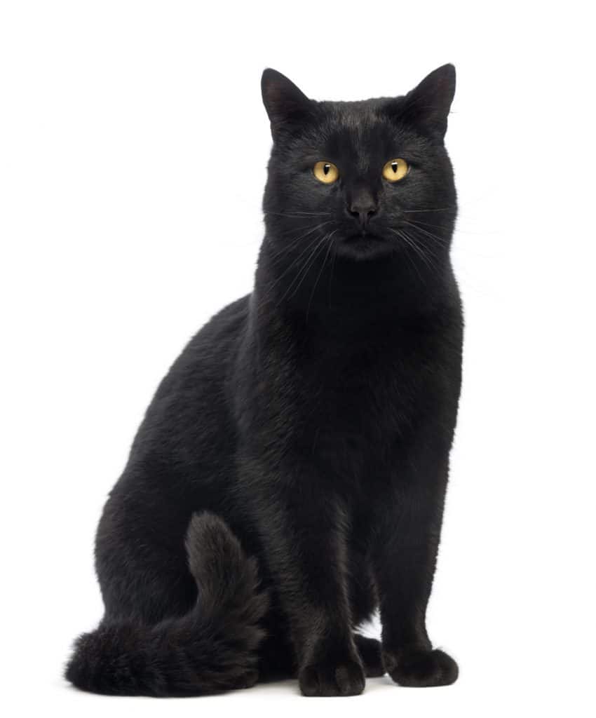 Black Cat sitting and looking at the camera, isolated