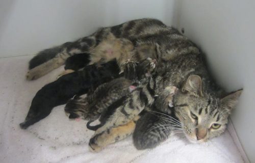 Cat-Nursing-Puppy-Cropped-City-of-Lagrange-Animal-Shelter-Facebook