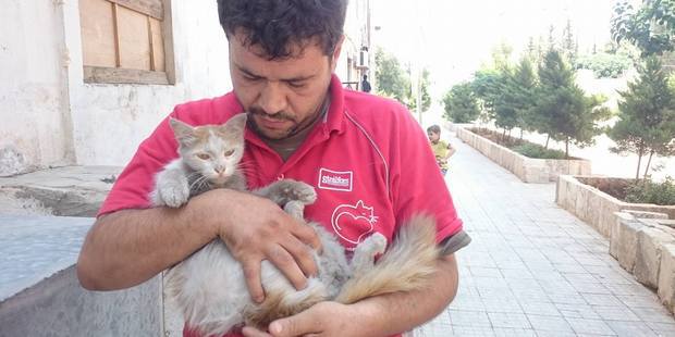 Photo / Facebook / Cats of Syria