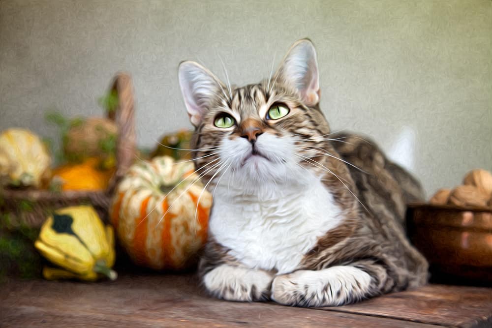 cat thanksgiving