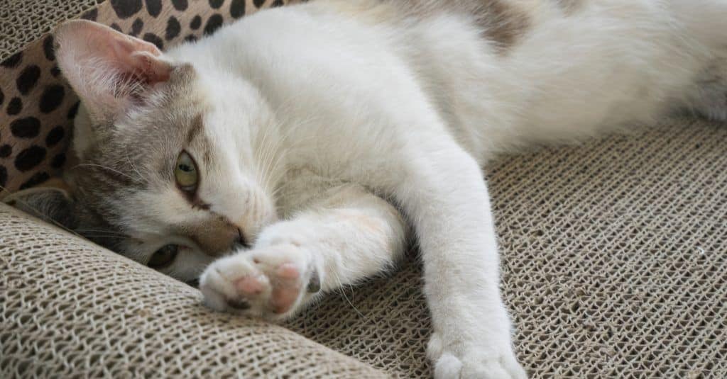 instead of declawing, give your cat things that are okay for him to scratch