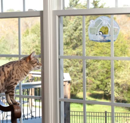 cat watching bird feeder