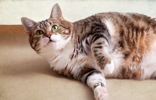 exercise is important for helping an overweight cat lose weight