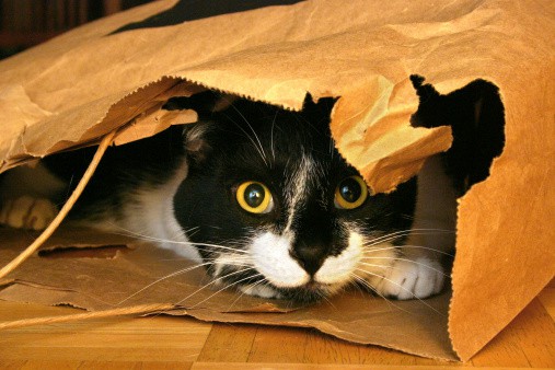 bored cat in paper bag