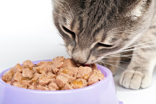 canned food can help a fat cat lose weight