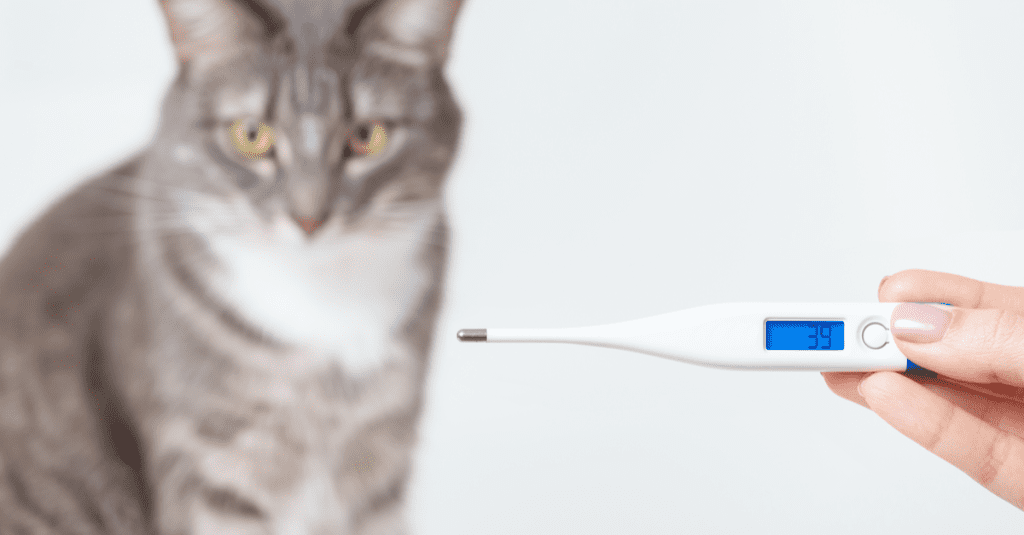 cat with temperature, how to take your cat's temperature