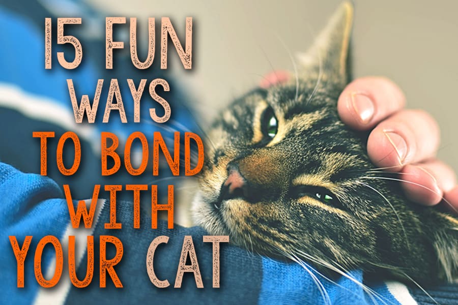 ways to bond with your cat