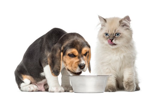 cat and dog eating together