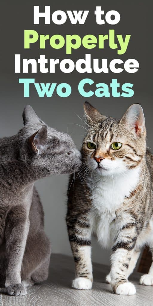 How to properly introduce two cats