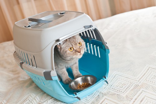 feed your cat in the carrier to make your cat like going into their crate