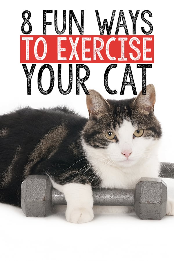 8 fun ways to exercise your cat