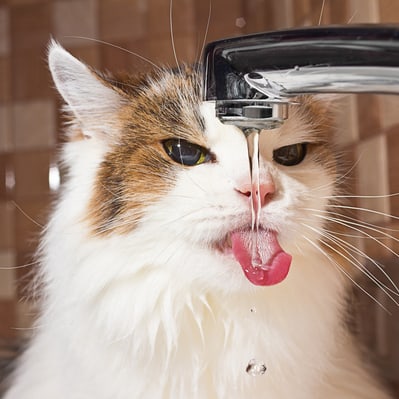 why your cat needs a water fountain, cats prefer drinking moving water