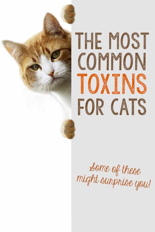 common toxins for cats pin