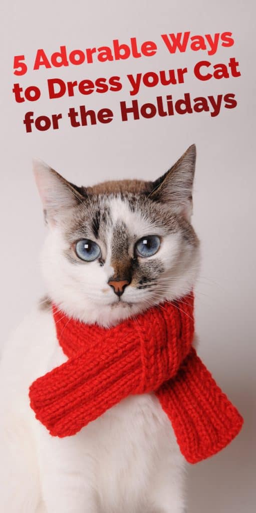 5 ways to dress your cat for the holidays
