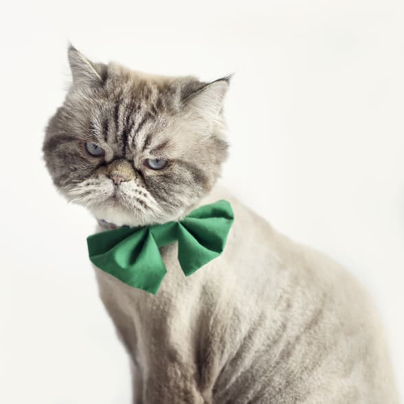 cat in a holiday bowtie