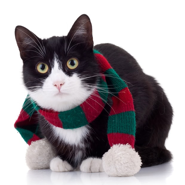 cat in a scarf