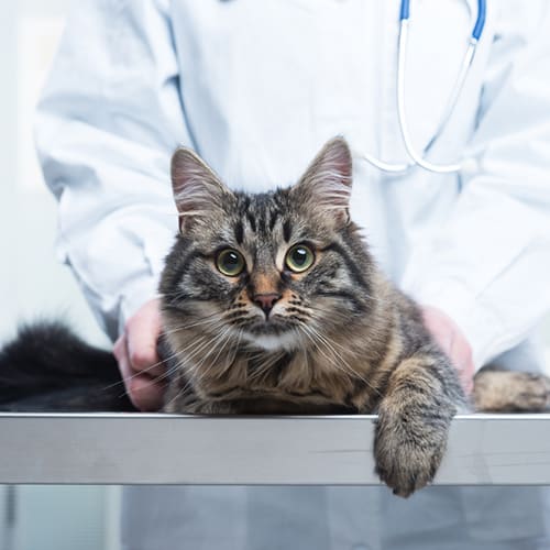 cat at veterinarian