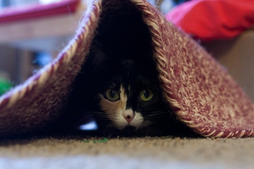 4th of july scares cat who is hiding beneath a rug