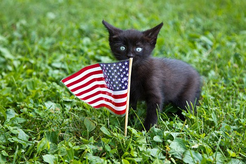 how to keep your cat safe and happy on the 4th of july