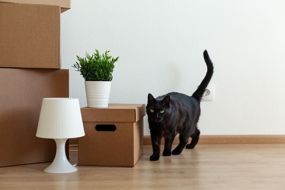 These tips will make your move easier for you and your cat.