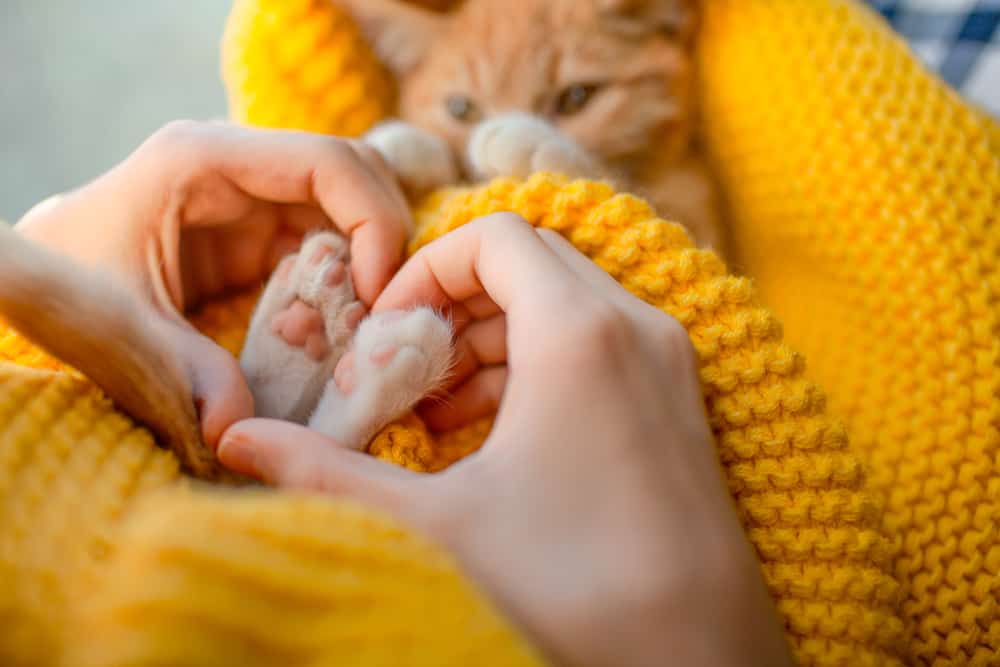 paws need claws! austin becomes the first city in texas to ban declawing cats

