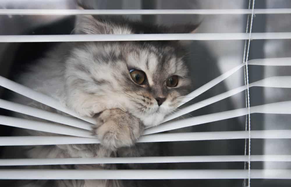 blinds for cats