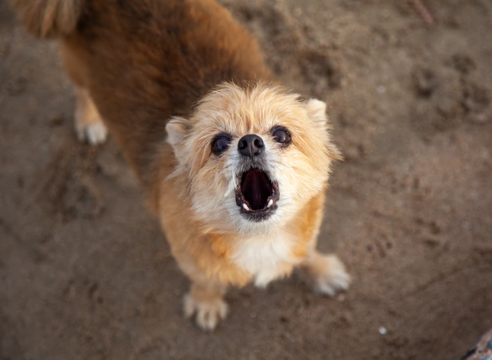 neighbor's dog barking