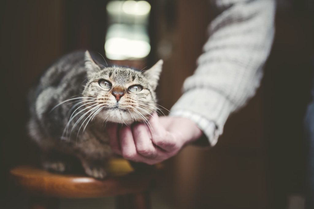Caring for your senior cat