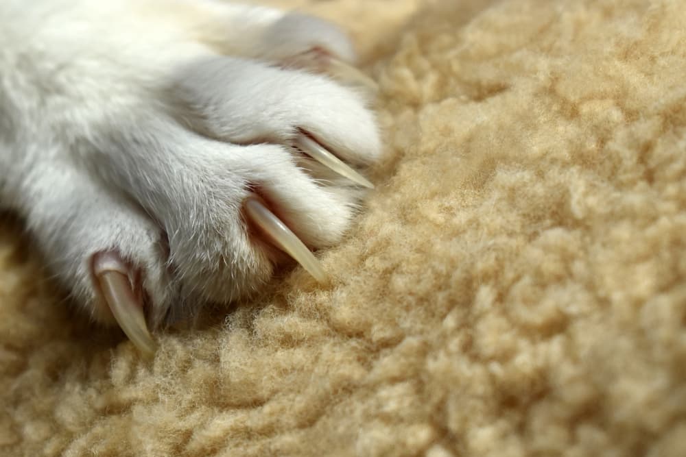 cat claws scratching a fleece blanket. Maryland could enact a statewide ban against declawing