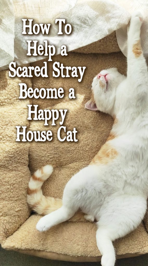 formerly stray cat sleeping in cozy bed with text how to help a scared stray become a happy house cat