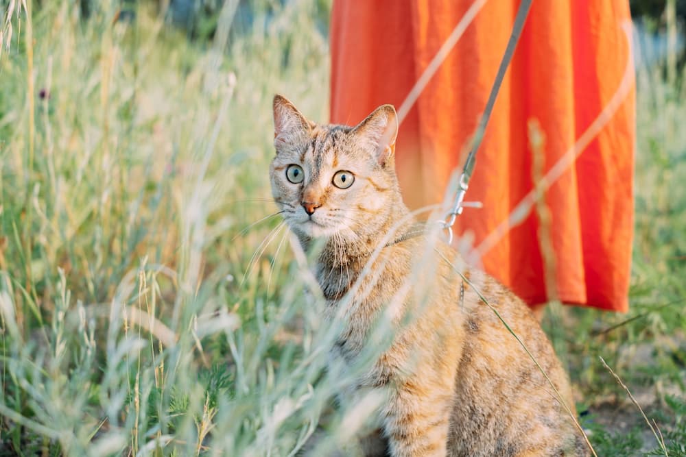 proper exercise is important to helping your cat live as long as possible