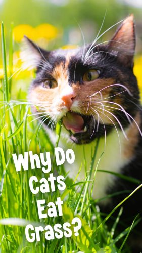 Pin - Why Do Cats Eat Grass?