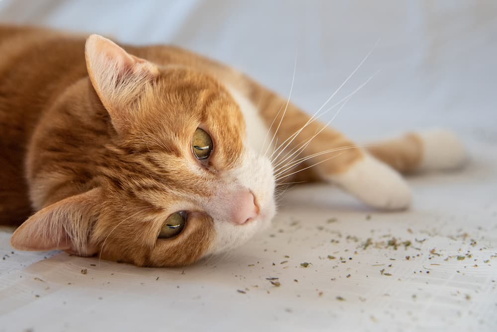 medicinal uses for catnip