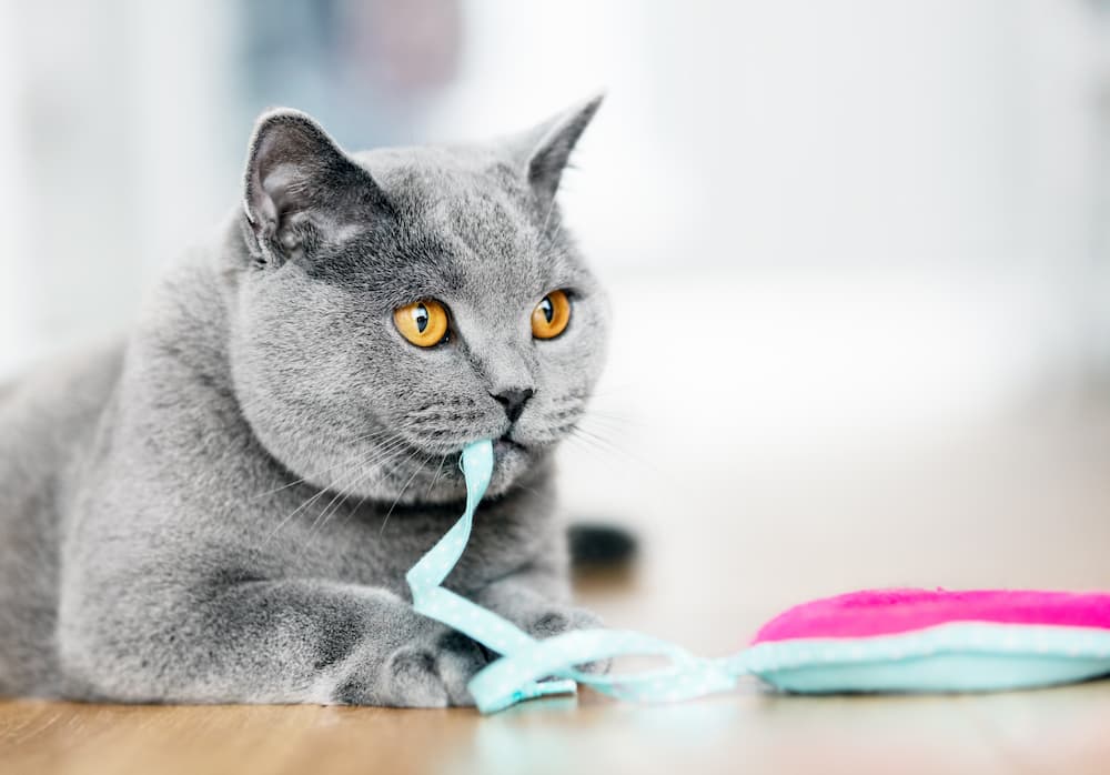 take broken or damaged toys away from your cat and always monitor them while playing