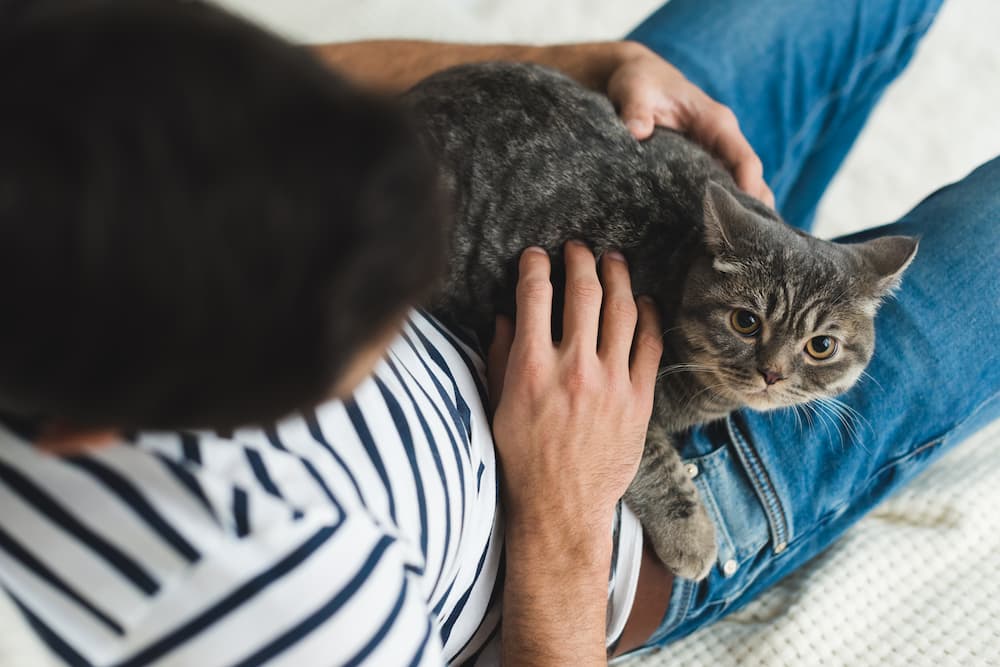pay close attention to your cat's body language when you're petting them to tell if they're enjoying it