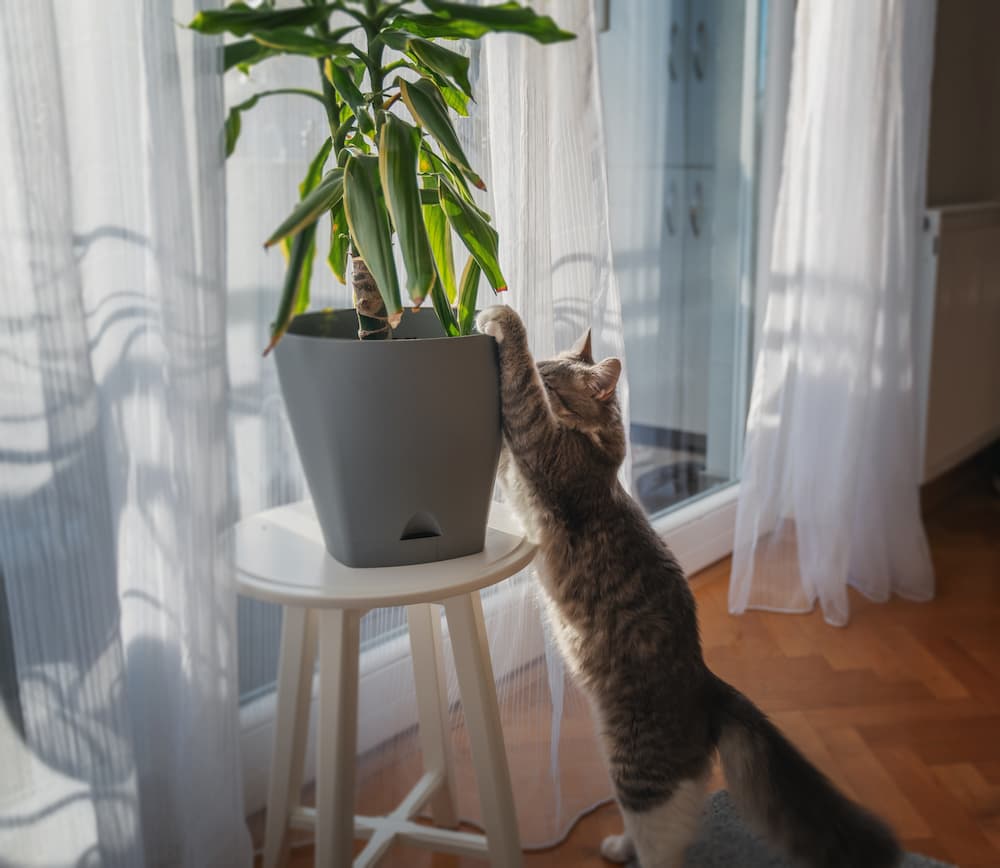 how to stop the cat from destroying houseplants