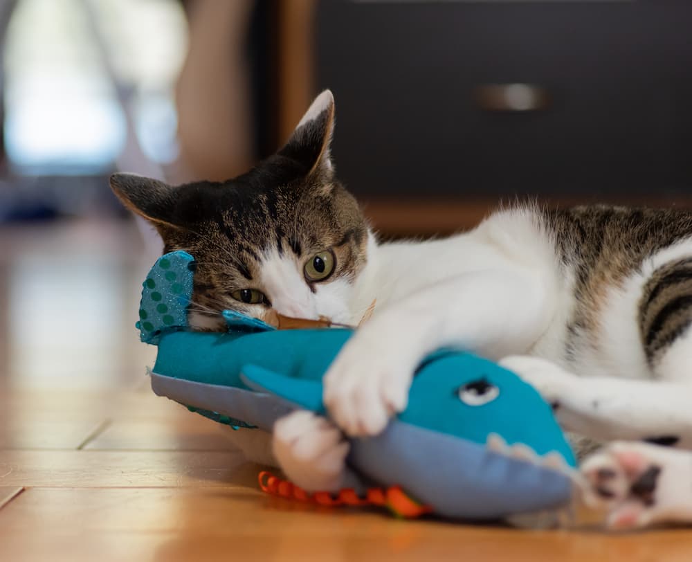 cat play with catnip kicker toy