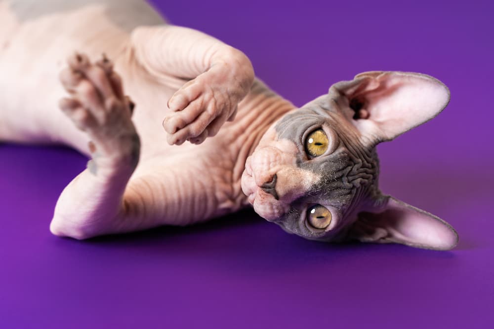 sphynx cats don't shed