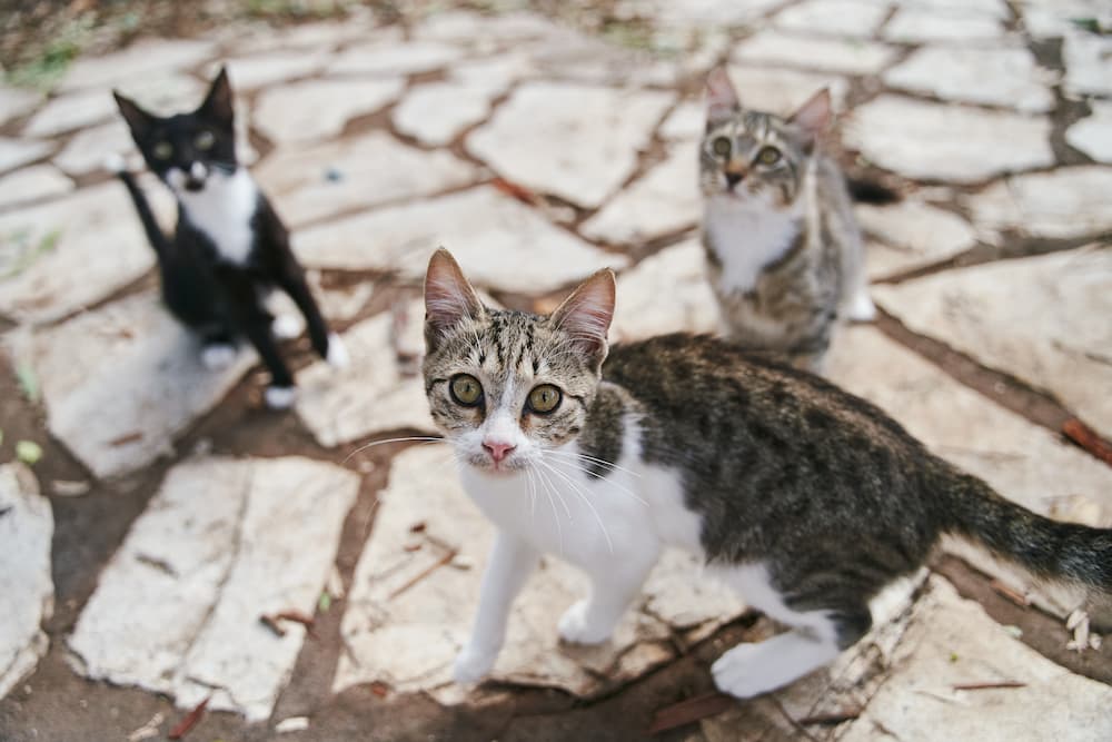 TNR, or trap neuter release, can stop stray cat colonies from proliferating