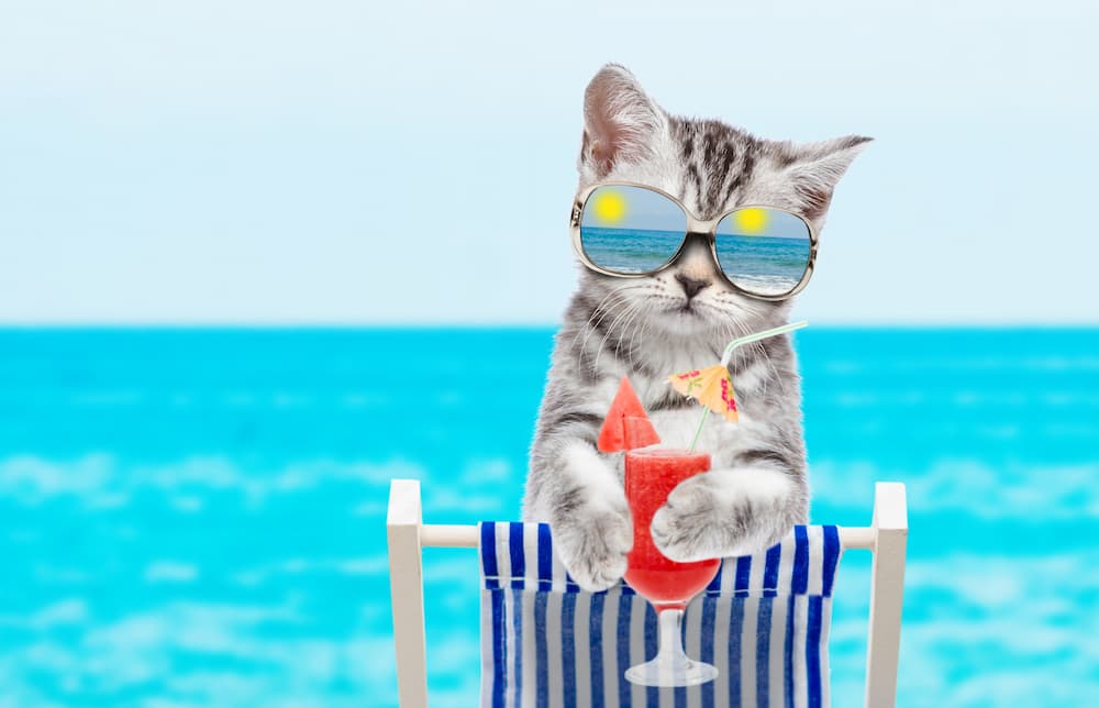 refreshing summer treats for cats
