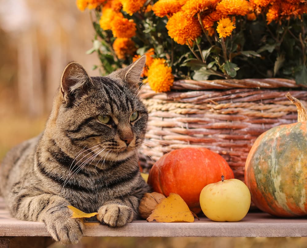 pumpkin for cats