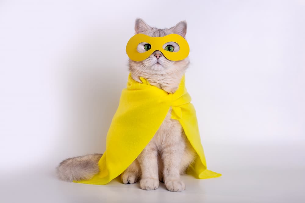 cat costumes, training your cat to be comfortable wearing a costume, dressing your cat