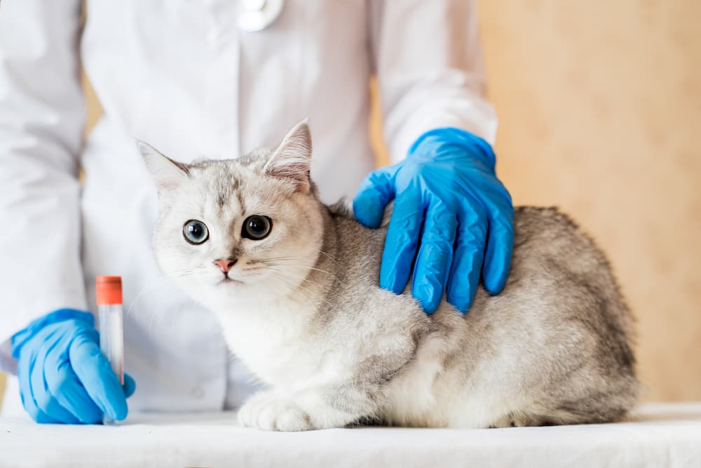 cat pee veterinarian