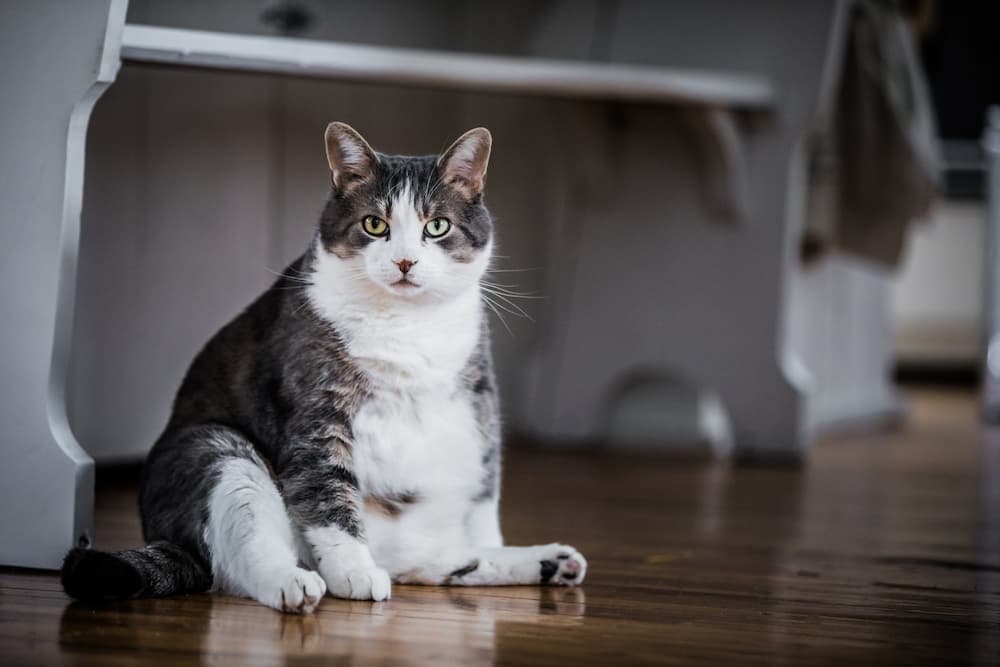 overweight cat, how to help a cat lose weight