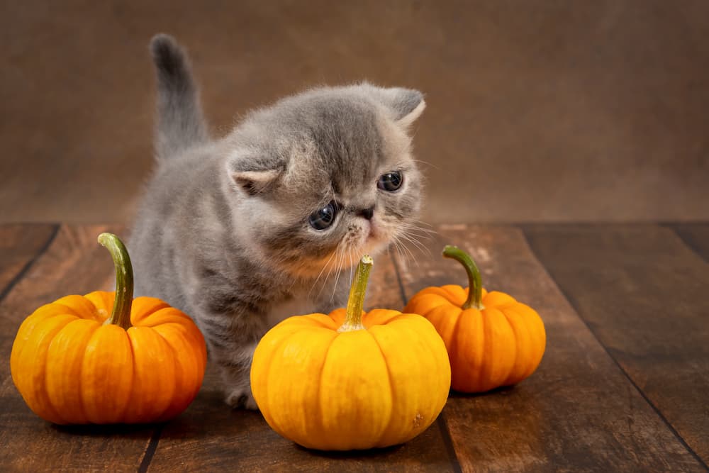 pumpkin for cats