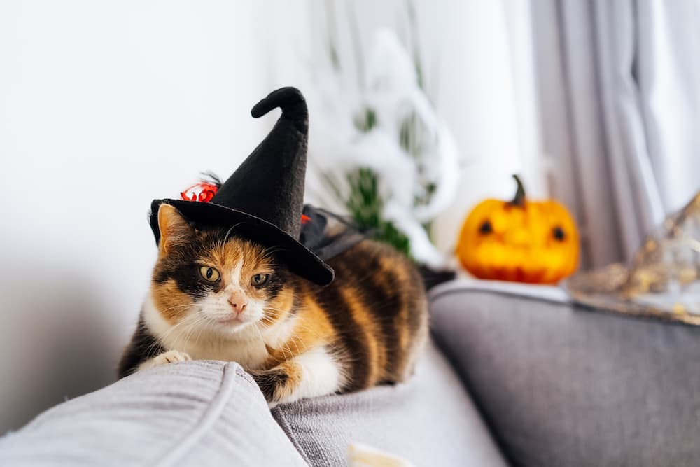 Cat-themed Halloween decor