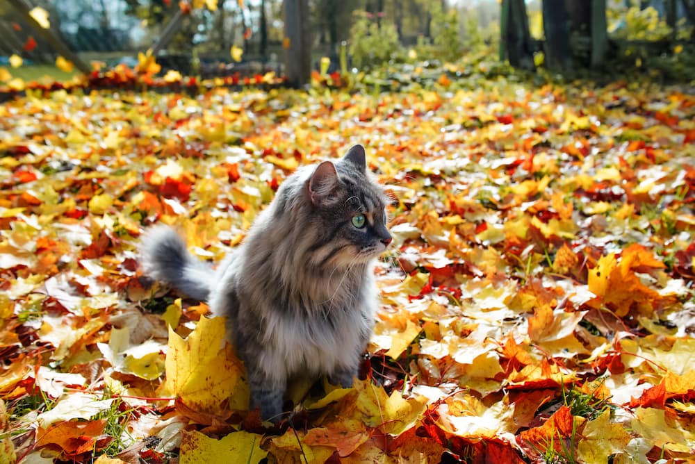 fall safety for cats, how to keep your cat safe during fall, halloween, and thanksgiving