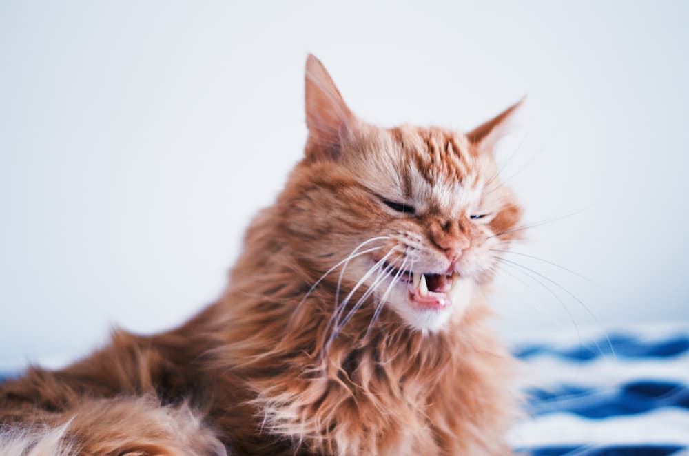 household items that could harm your cat